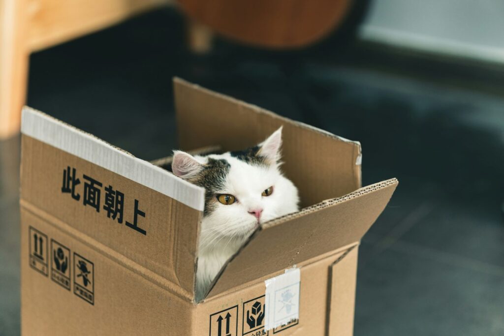 cute cat in a box