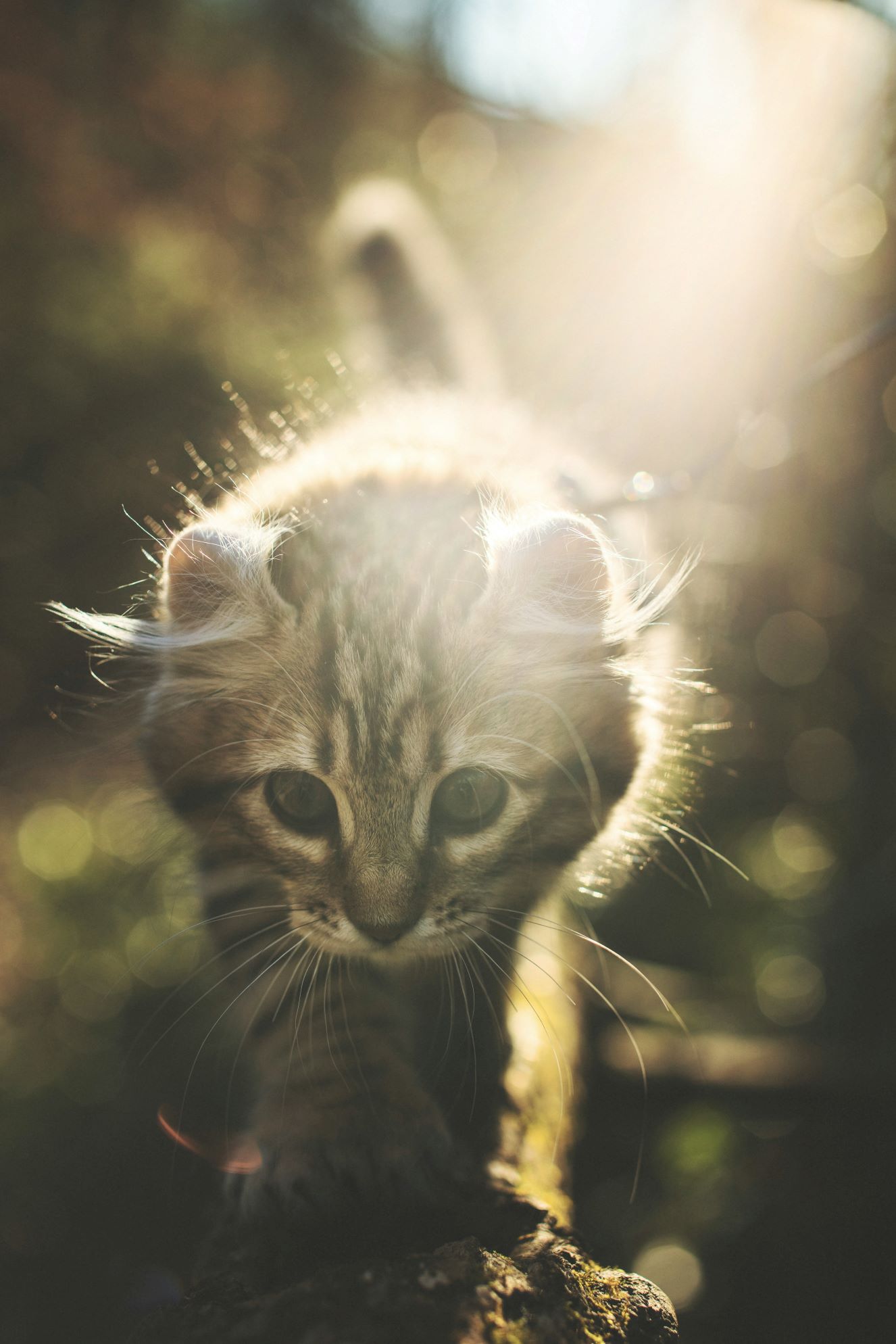 tabby cat stalking prey