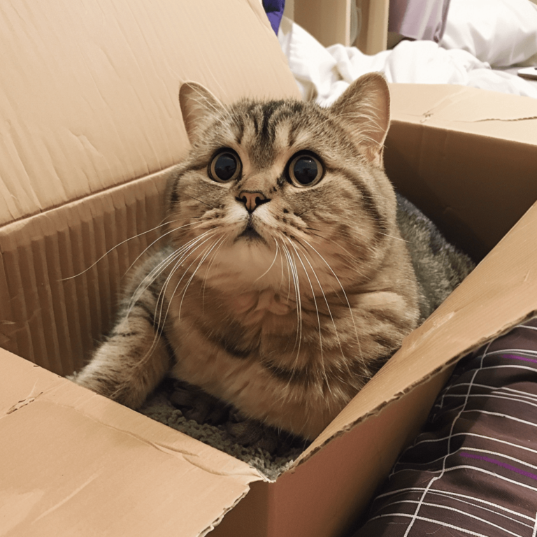fat_cat_sitting_in_a_cardboard_box